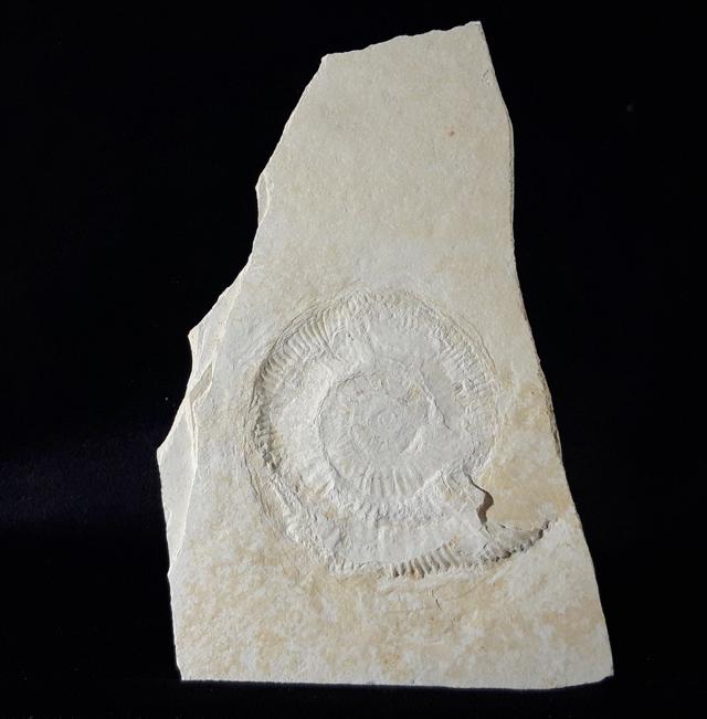 Subplanites rueppelianum QUENSTEDT 1888 - Bild © FossNet FossilienStore